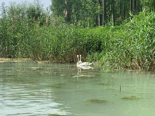 Szigetköz 2019.